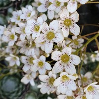 Saxifraga  'Lantoscana'